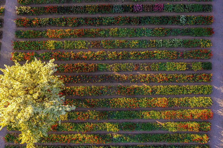 Lithuania and Flower Bulbs!