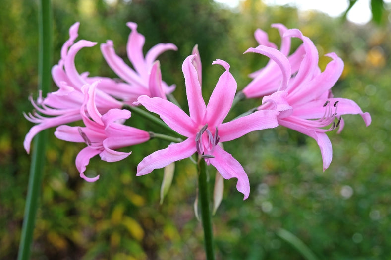 Growing Guide: How to Grow Amarine