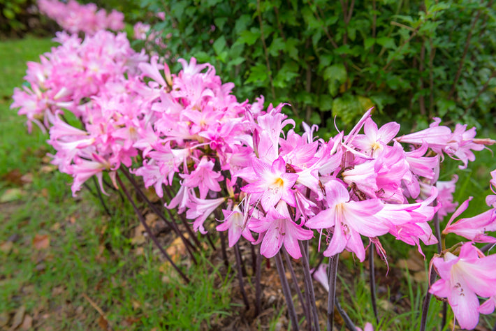 Growing Guide: How to Grow Amaryllis Belladonna