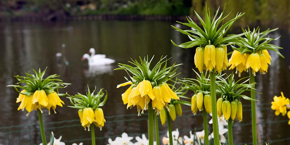 How to Grow Fritillaria Bulbs DutchGrown™