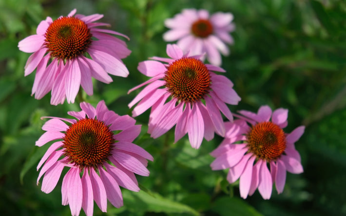 Growing Guide: How to Grow Echinacea