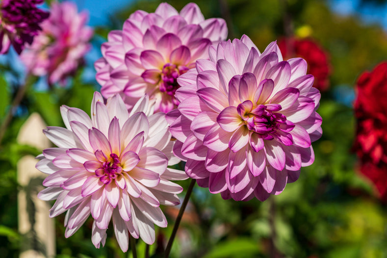 Growing Guide: How to Grow Dahlias