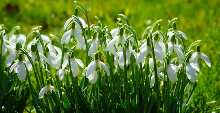 Wake Up Your Garden With very Early Flowering Bulbs