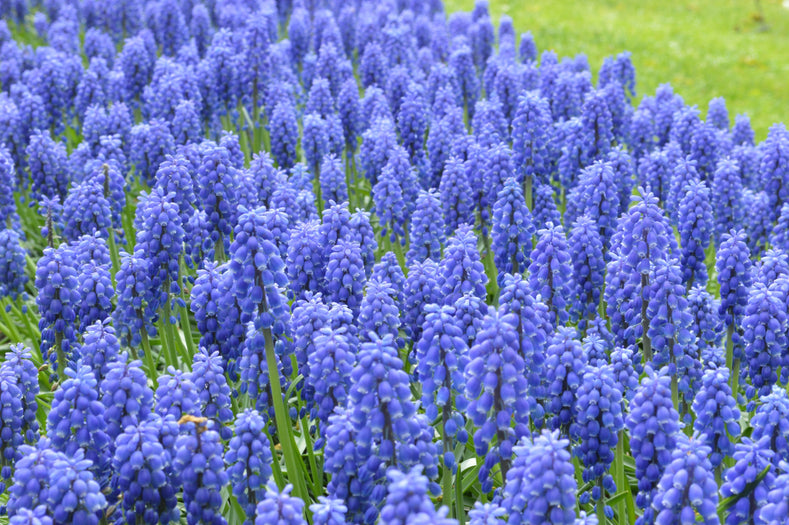Growing Guides: How to grow Muscari (Grape Hyacinths)