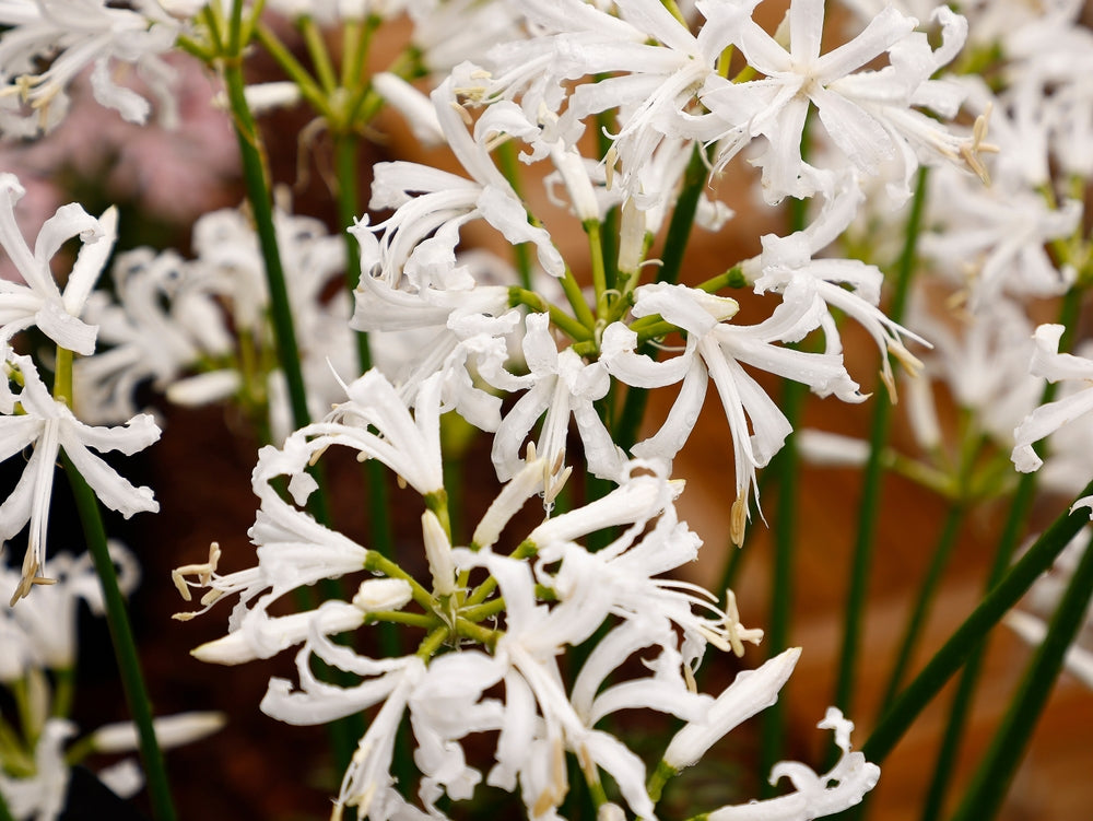 Growing Guide How to Grow Nerine