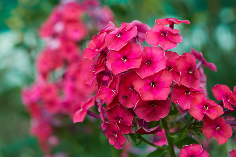 Growing Guide: How to Grow Phlox