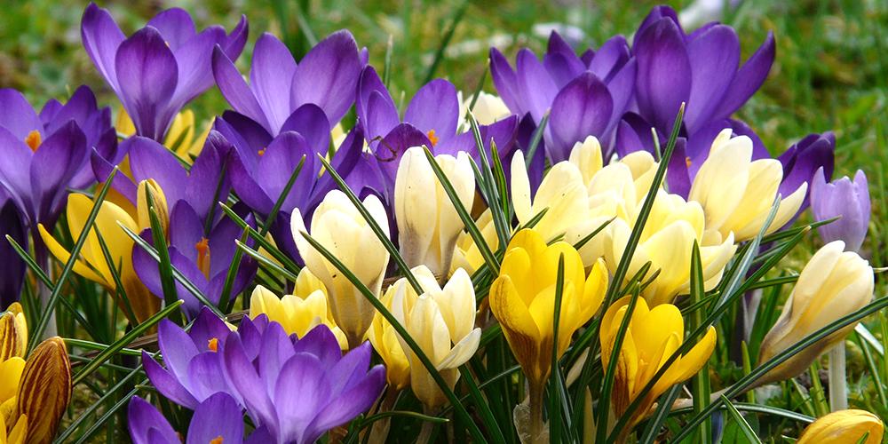 How to grow Crocus Bulbs DutchGrown™