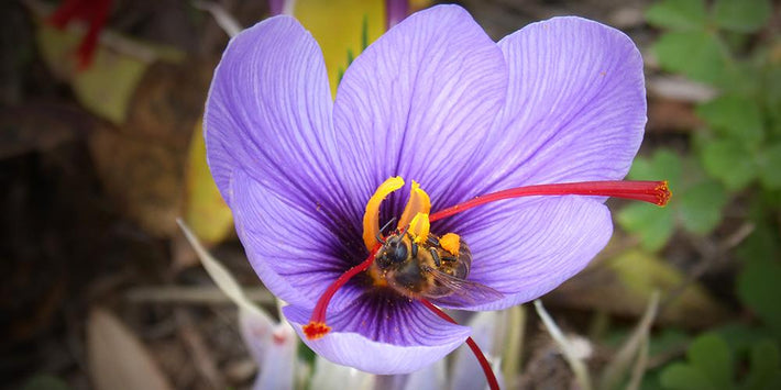 Growing Guides: How to grow Crocus Sativus (Saffron Crocus)