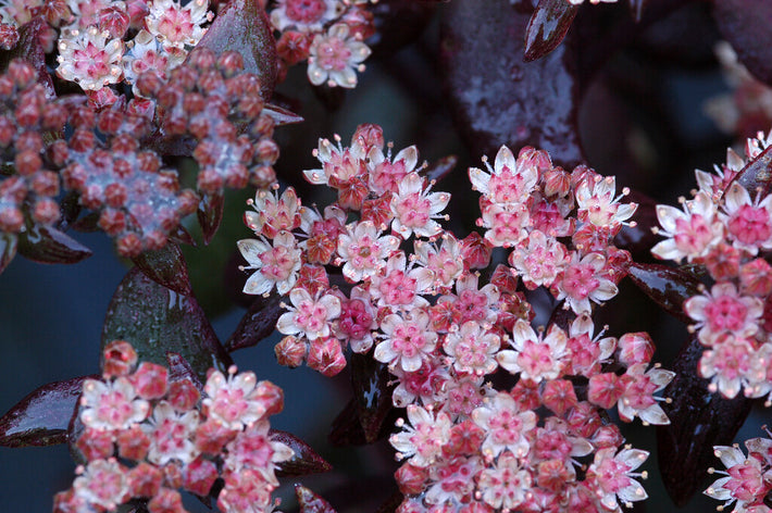 Growing Guide: How to Grow Sedum (Stonecrop)