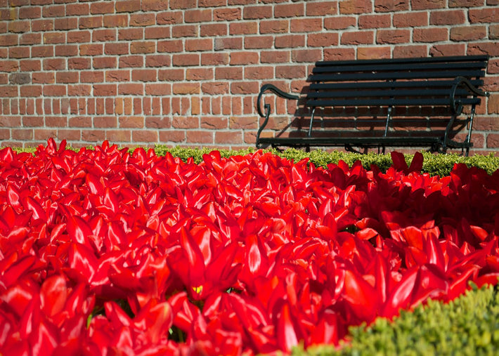 The Best Red Tulips to Grow