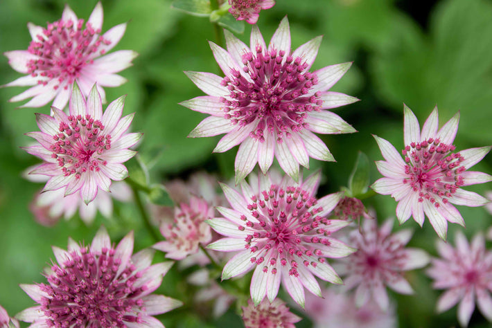 Growing Guide: How to Grow Astrantia (Masterwort)