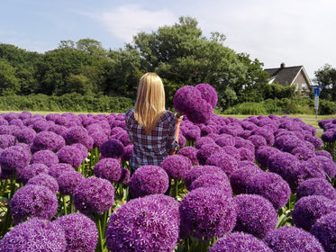 Alliums Tulip Flower Bulbs