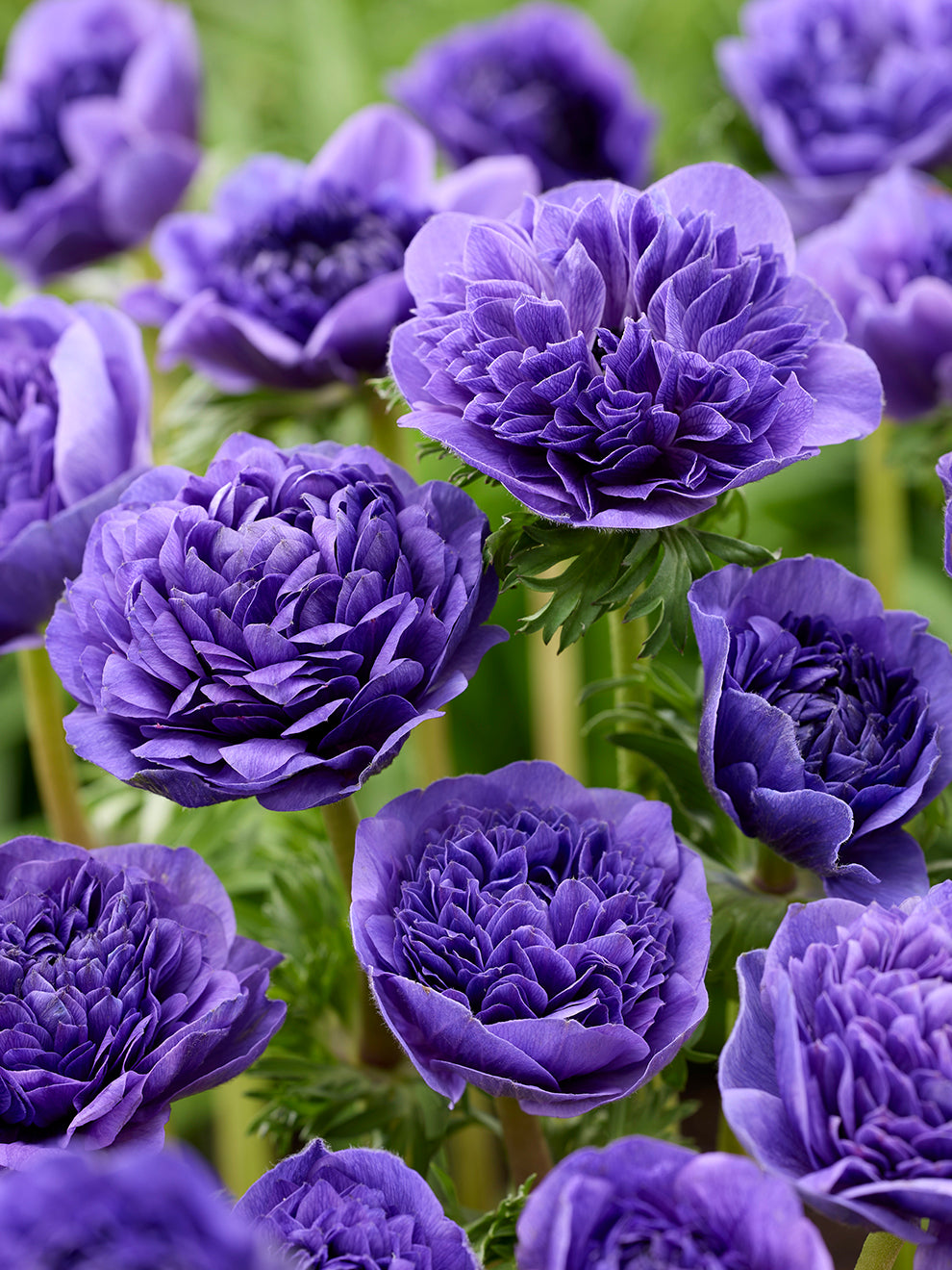 アパルトモン INDRESS Small silk anemone flower アパルトモン INDRESS Small silk anemone flower - メルカリ