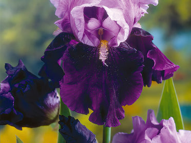 Bearded Iris (Iris Germanica) Dahlias