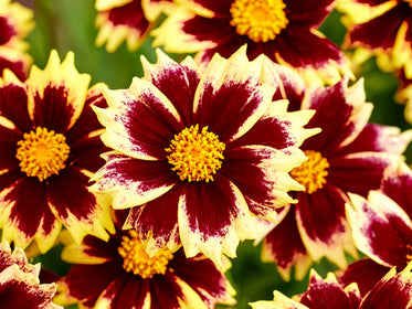 Coreopsis (Tickseed) Dahlias