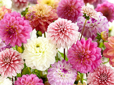 Dahlias Dahlias
