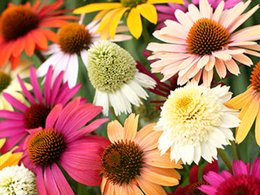 Echinacea (Coneflower) Dahlias