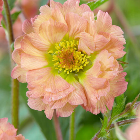 Buy Geum Bare Roots