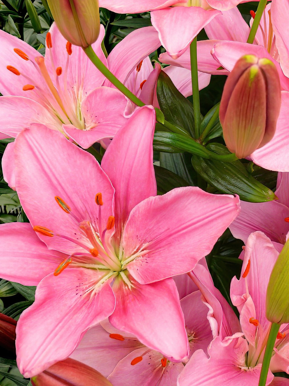 Lilies Buy Lily Bulbs from DutchGrown