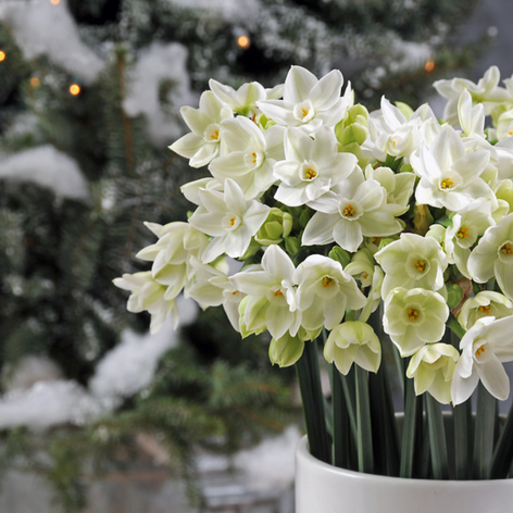 The paperwhite narcissus bulbs for sale at DutchGrown 