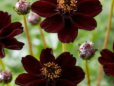 Specialty Spring Bulbs and Perennials Dahlias