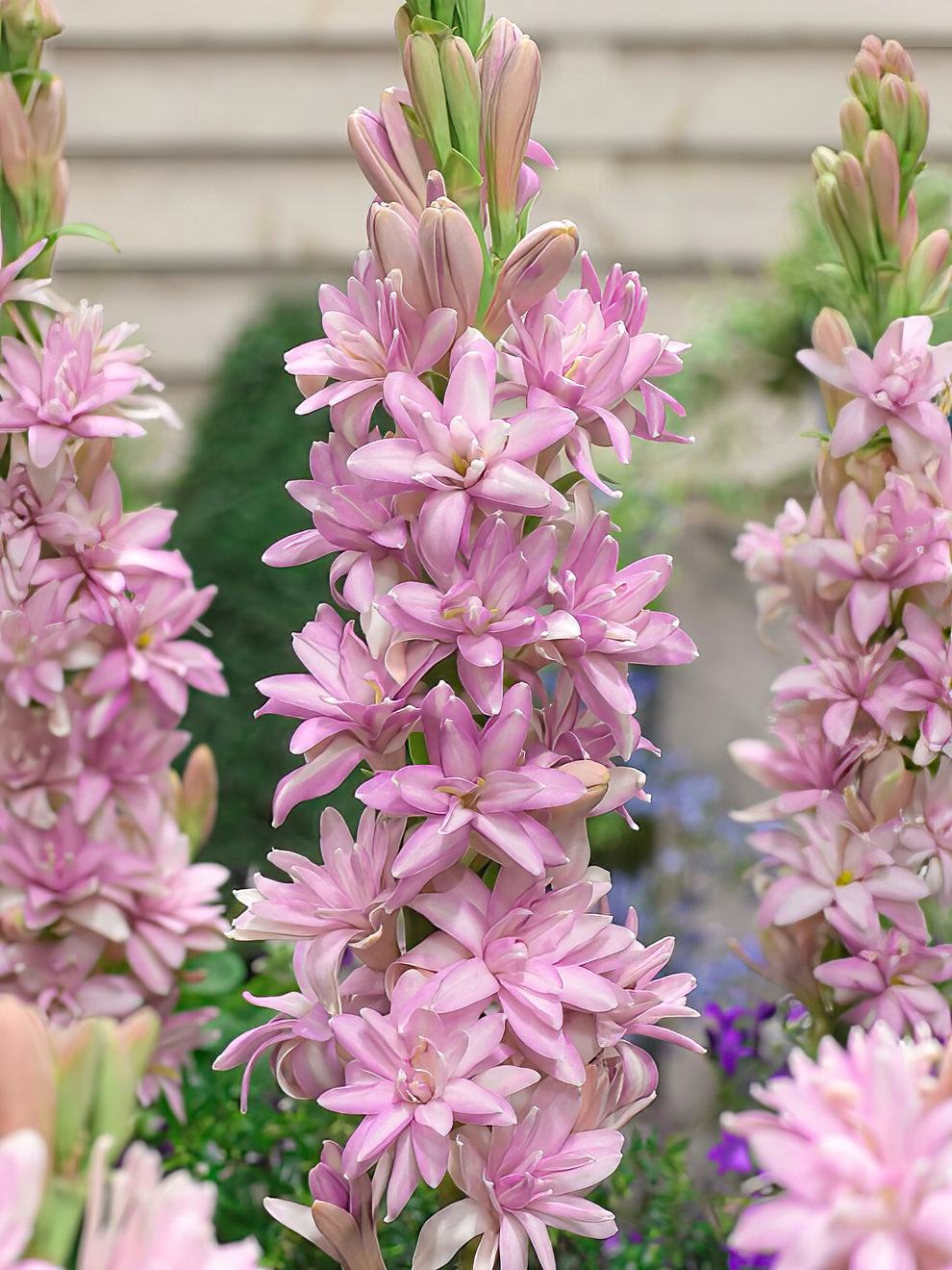 Tuberose (Polianthes) Buy Tuberose Bulbs from DutchGrown