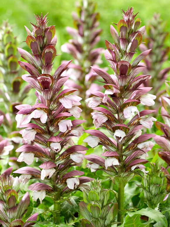 Acanthus hungaricus 'White Lips' Bare Root Plants