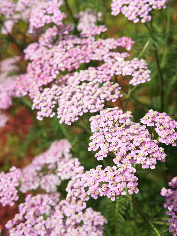 Achillea Ending Blue yarrow bare root plants