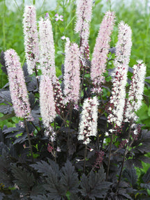 Actaea simplex Chocoholic (Baneberry)