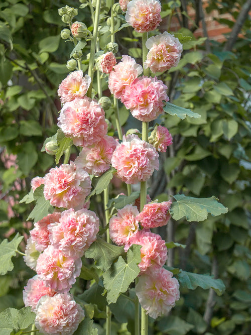 Alcea Majorette Double Pink (Hollyhock) Bare Root Plants