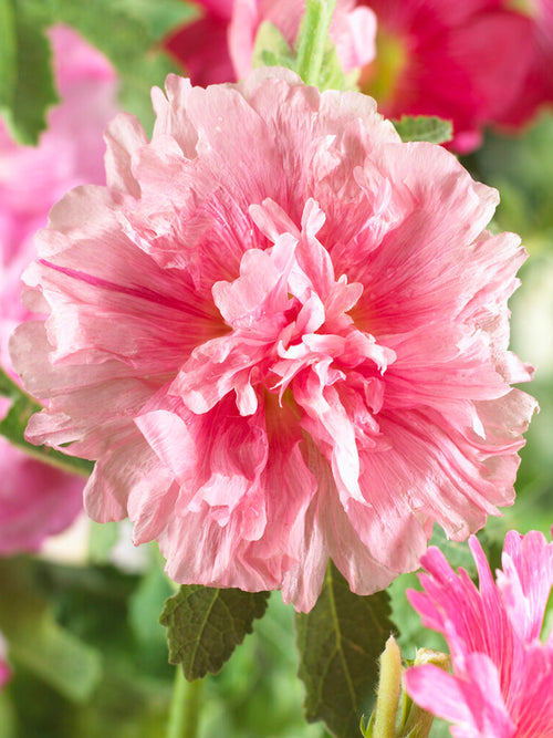 Bare root plants Alcea Majorette Double Pink (Hollyhock)