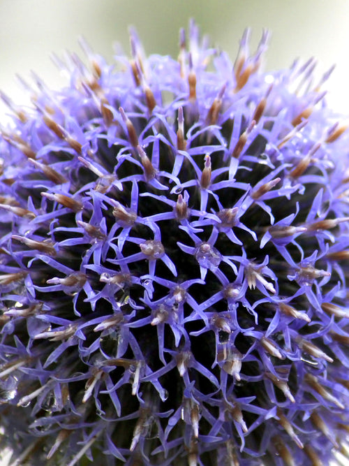 Blue Allium Flowers - Ornamental Onion - Autumn Planted Allium Bulbs