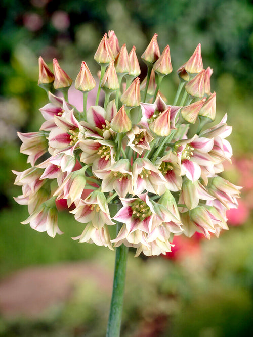 Nectaroscordum Siculum - Allium Bulgaricum Flower Bulbs - Summer Bells Ornamental Onion