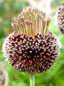 Allium Forelock