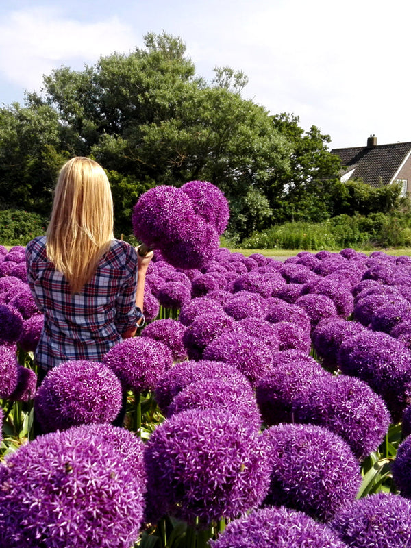 Purple Alliums Globemaster - Giant Flowers