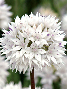 Allium Graceful Beauty