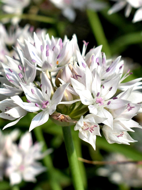 Allium Graceful Beauty - White and Pink Ornamental Onion