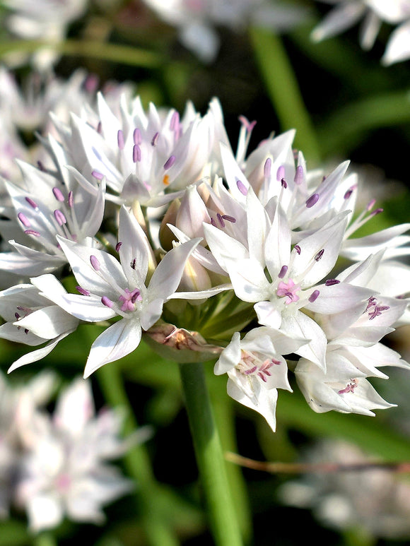 Allium Graceful Beauty - White and Pink Ornamental Onion