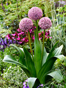 Allium Lucky Balloons