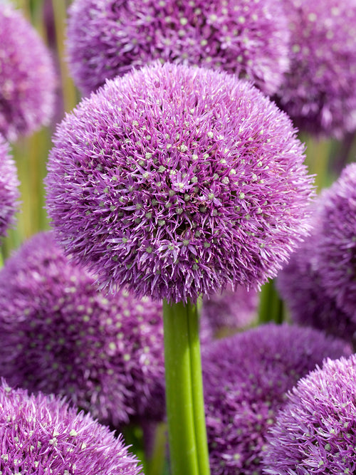 Allium Pinball Wizard bulbs