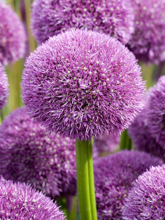Allium Pinball Wizard bulbs