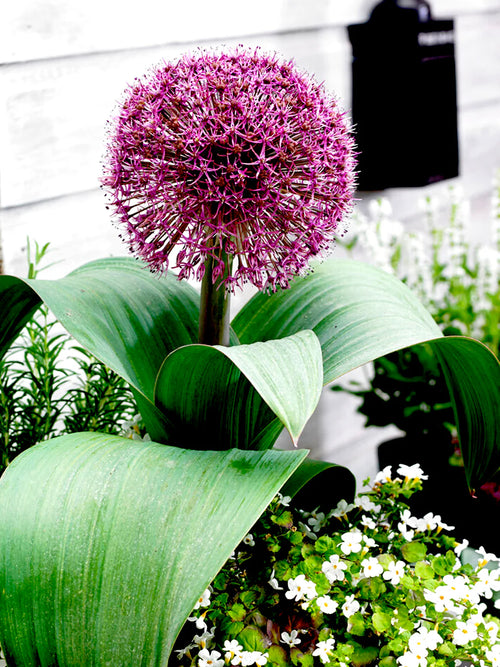 Allium Red Giant EU delivery