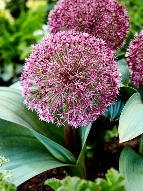 Allium Red Giant bulbs spring blooming
