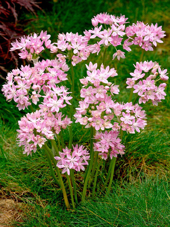 Allium Roseum - Pink Ornamental Onion for Autumn Planting and Spring Blooming