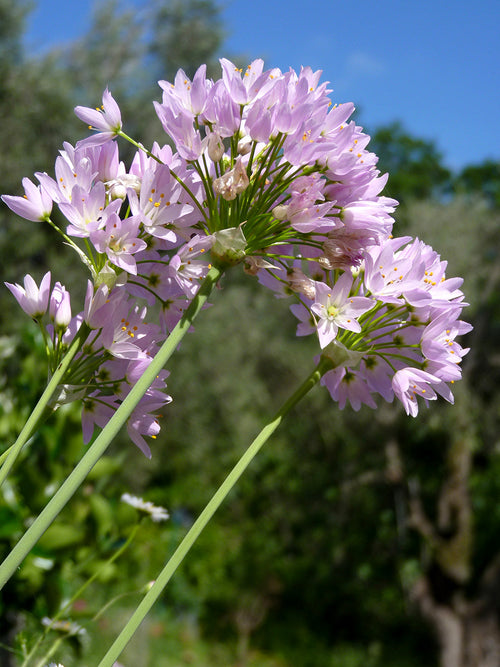 Allium Roseum Bulbs - Pink Allium Flowers