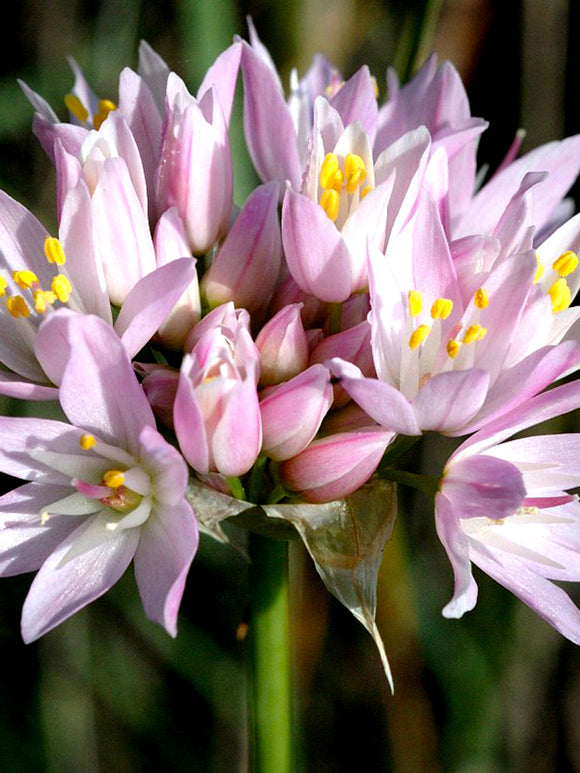 Pink Allium Roseum - Autumn Planting Allium Bulbs