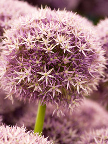 Allium Round and Purple