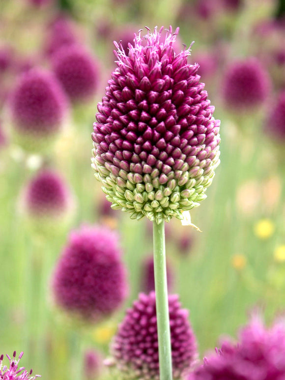 Allium Sphaerocephalon - The Drumstick Allium