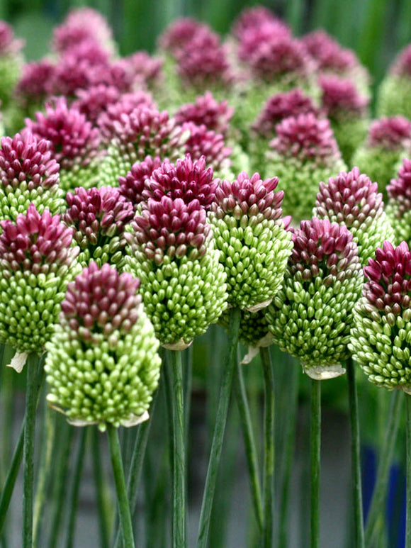 Allium Sphaerocephalon - The Drumstick Allium