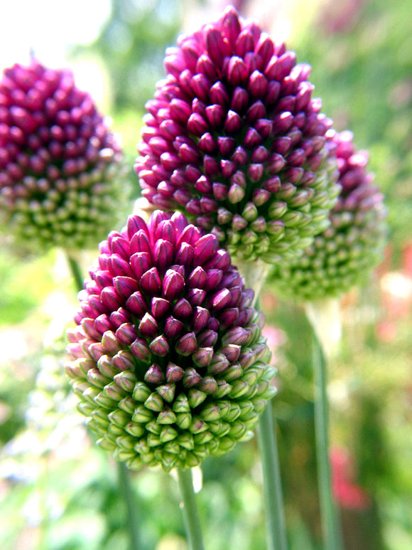Alliums Sphaerocephalon - The Drumsticks Allium